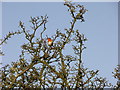 SD7616 : Robin in a Hawthorn Tree by liz dawson