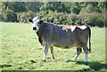 Cow on New Lane Farm