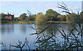 View through reeds across Alton Water