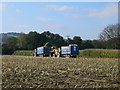 Harvesting maize