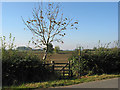 Footpath across flat farmland