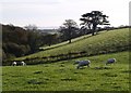 Lowley Brook valley