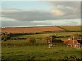 Field near Affpuddle