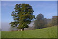 SO4473 : Oak tree, in field north of Burrington by Ian Capper