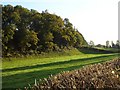 Woodland and pasture