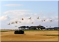 NH9485 : Whooper swans, Tarbat peninsula by sylvia duckworth