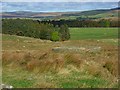 Sheepfold and plantation, Cleughbrae