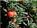 Yew berries, the Lawn, Swindon