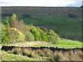 Pastures and woodland near Ayle