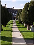 SO8609 : Yews, Painswick churchyard by Derek Harper