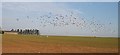 Gulls Take Flight