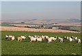 Sheep at Law of Balgreen