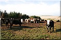 Cattle at Little Cairnandrew