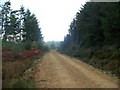 Forestry road above Lamlash