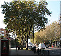 London Planes, Mile End Road