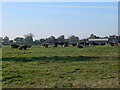 Field of Friesians at  Weston Lullingfields