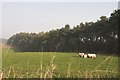 Shelter Belt and Sheep