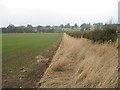 Winter crops, Tweed flood plain