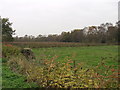 Grazing land on the edge of the moss