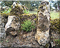 Dry Stone Wall near West Halton Church - Close Up