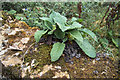 Dry Stone Wall near West Halton Church - Close Up