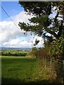 Hedge boundary at Y Graig