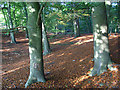 Beech wood, Burchett