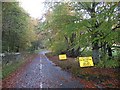 Leaf litter, Milton of Abercairny