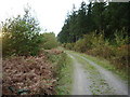 Track through Howgill Wood