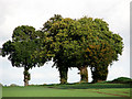 Trees on field boundary