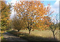 Autumn colour, Fen Lane