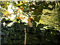 Squirrel on Bridleway