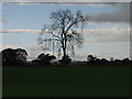 Ash tree in the afternoon sun