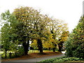 Autumnal Trees in Covenham St Mary