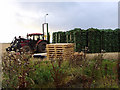 Harvesting fir boughs for Christmas: Tarrel