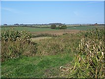 SU0626 : Game Crops on Netton Down by Maigheach-gheal