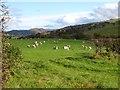 Sheep pasture near Graig