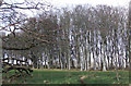 Lews Castle grounds, early spring