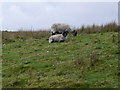 Swaledale sheep on Axe Edge Moor