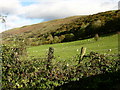 Hillside near Ty-mawr farm