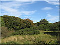 Hidden Roebank Burn, Beith