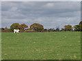 A few cows loafing about