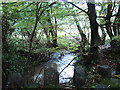 River Deer at Chilsworthy