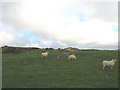 SH1629 : Grazing sheep on Mynydd Carreg by Eric Jones