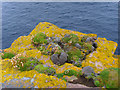 NC1248 : Sea Pinks and lichens, Handa by sylvia duckworth