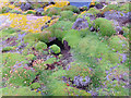 NC1247 : Colourful vegetation Handa by sylvia duckworth