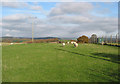 Grazing land near the reservoir, west of Hope Mansell