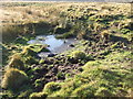 Bog-hole in rough grazing