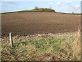 Wooded tump near Wings Farm