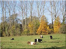 SU0725 : Belted Galloway Cattle, Bishopstone by Maigheach-gheal